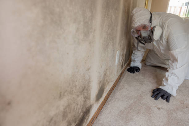 Best Attic Mold Removal  in Sherwood, WI